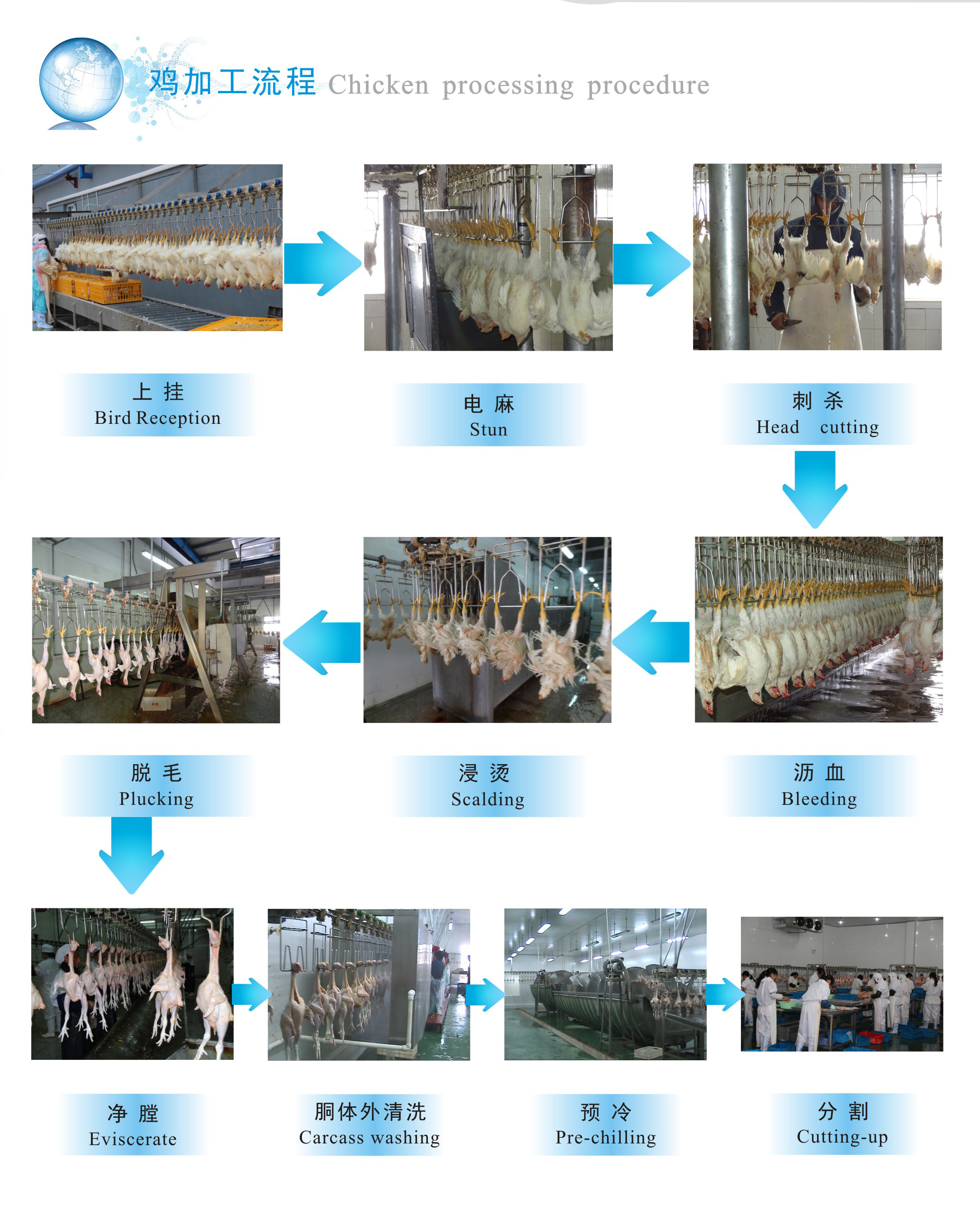 雞加工流程.jpg
