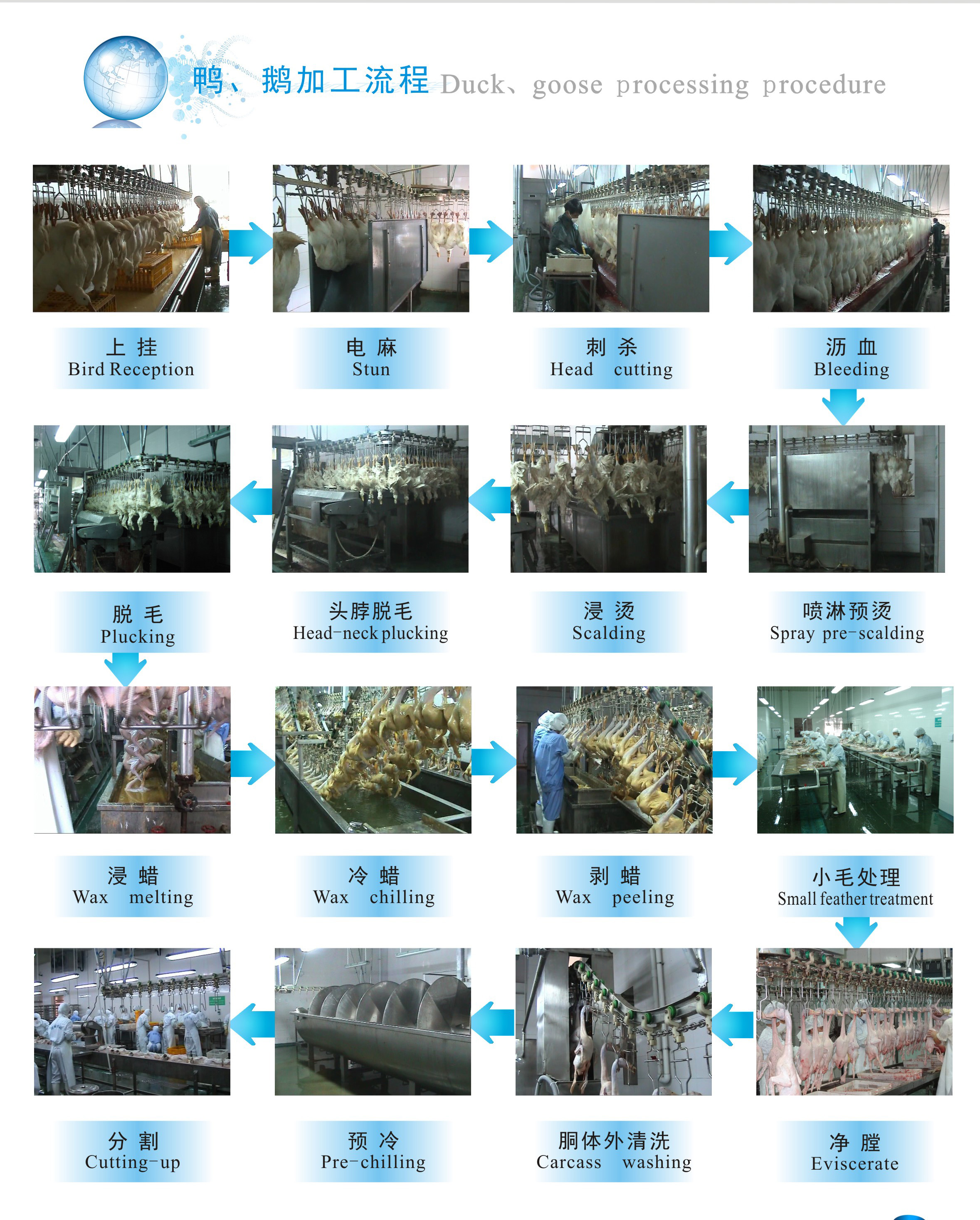 鴨鵝加工流程.jpg